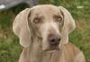 Kado Recent Face